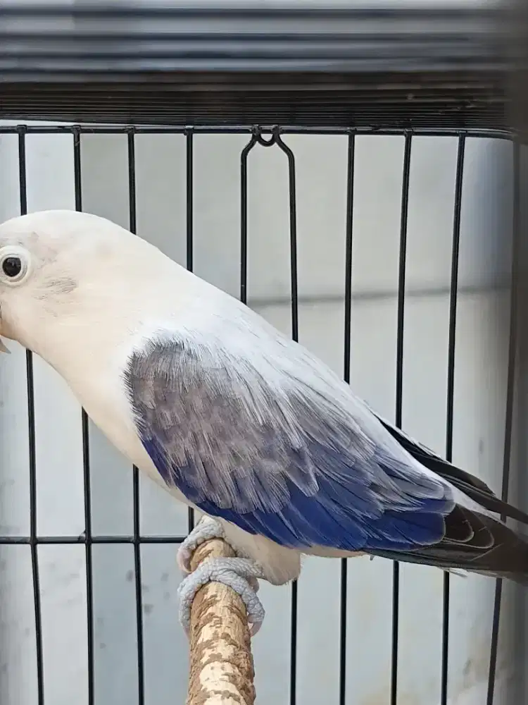 Lovebird Biola Euwing Violet Betina Dewasa.