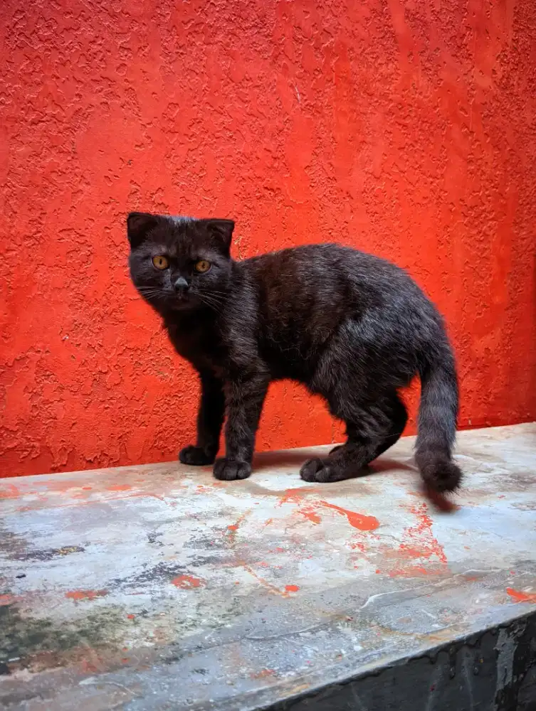 Kucing BSH Shorthair