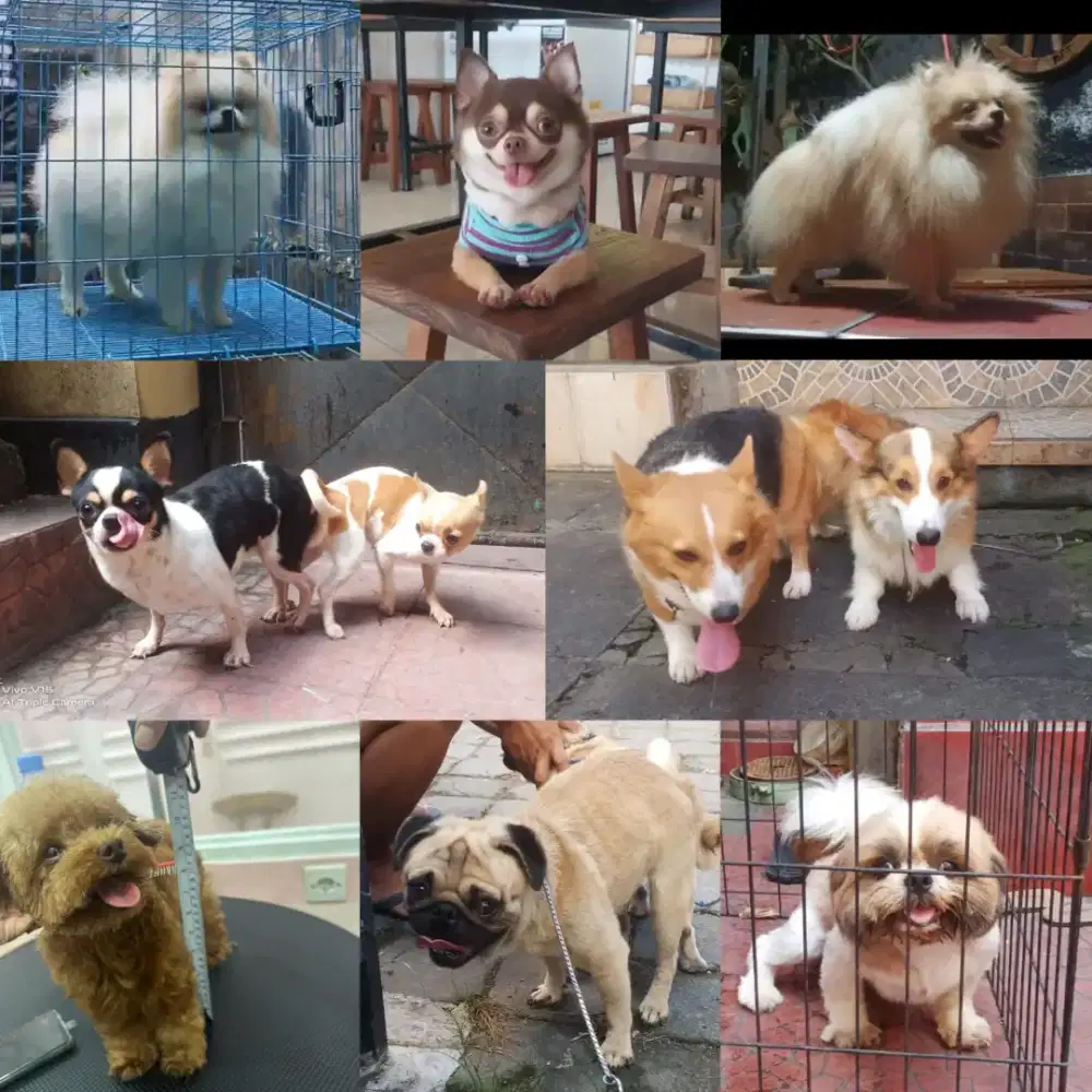 pacak anjing ras