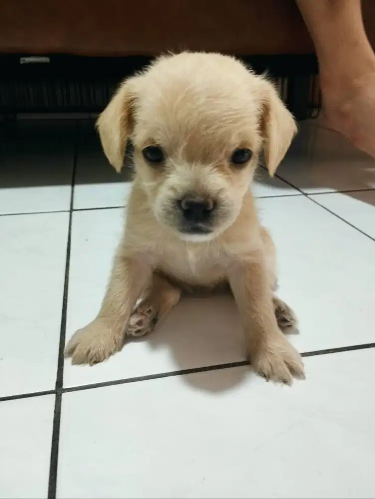 Open Adopt – Poochi (Mix French Bulldog × Poodle)