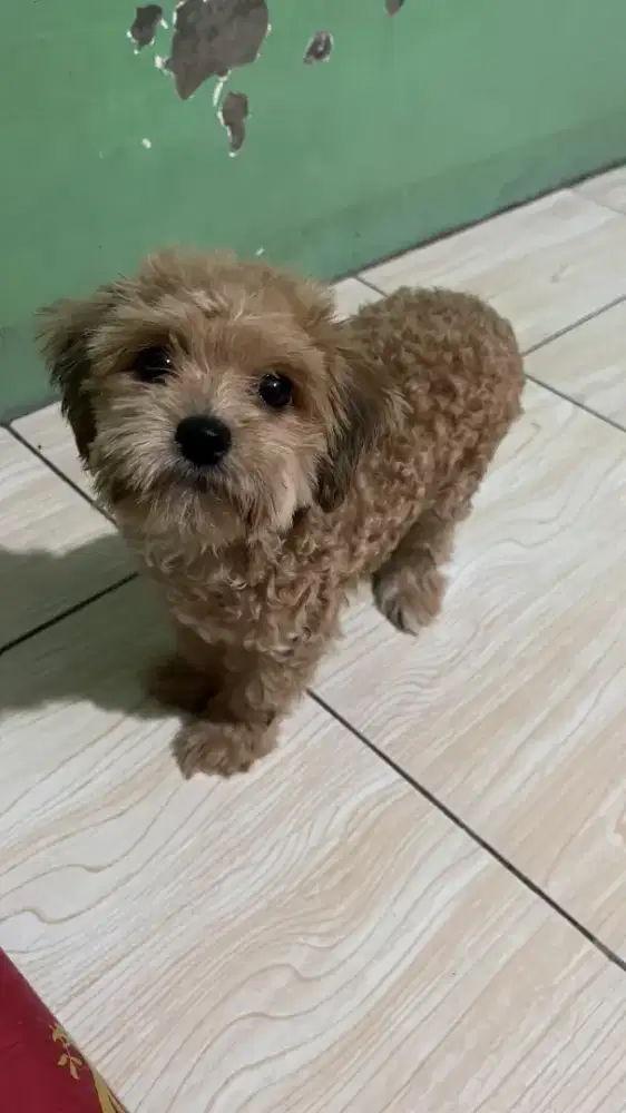 Dijual Anjing/Puppy Betina Poodle Mix 5 Bulan