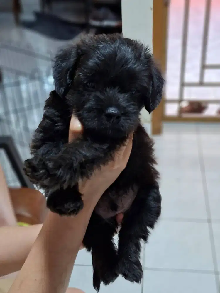 Open Adopt – Pigai (Mix French Bulldog × Poodle)
