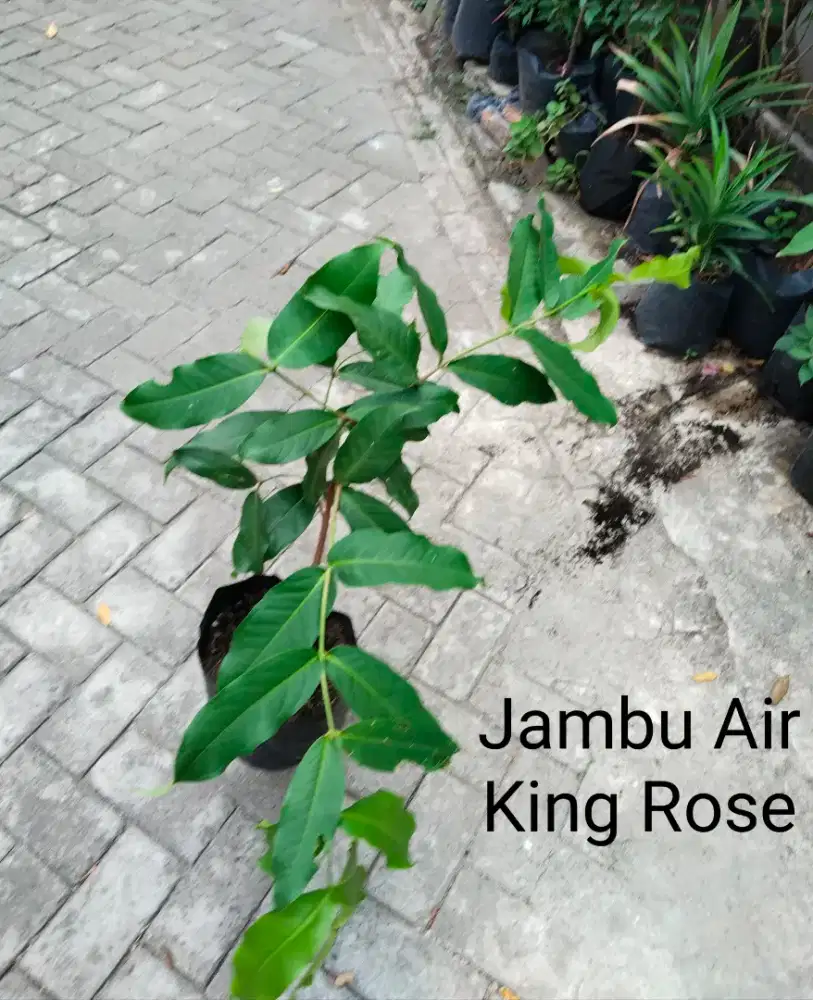 Tanaman Buah Jambu Air King Rose