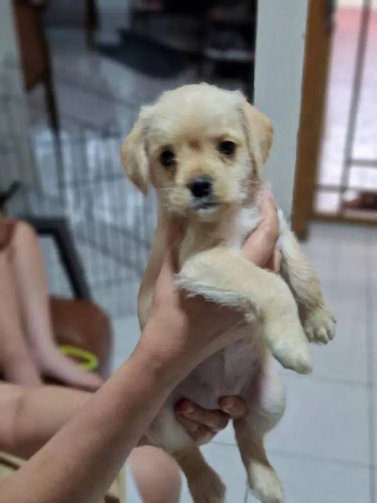 Open Adopt – Pawpaw (Mix French Bulldog × Poodle)