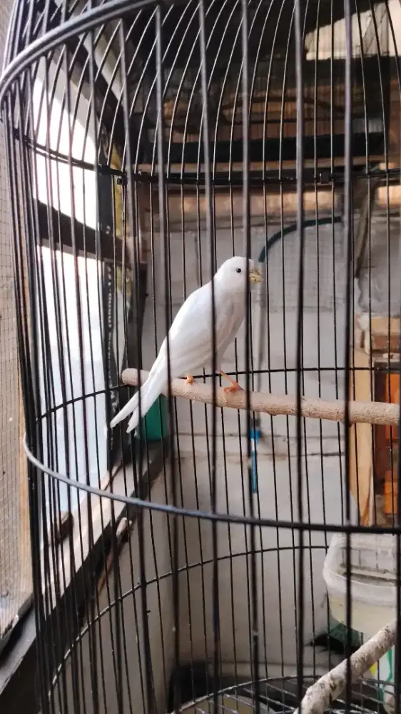 Anak kenari jantan