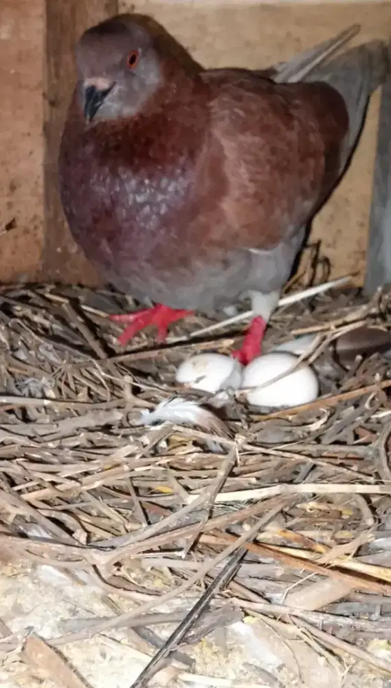 Burung merpati giring