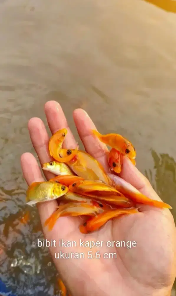 Jual bibit ikan emas