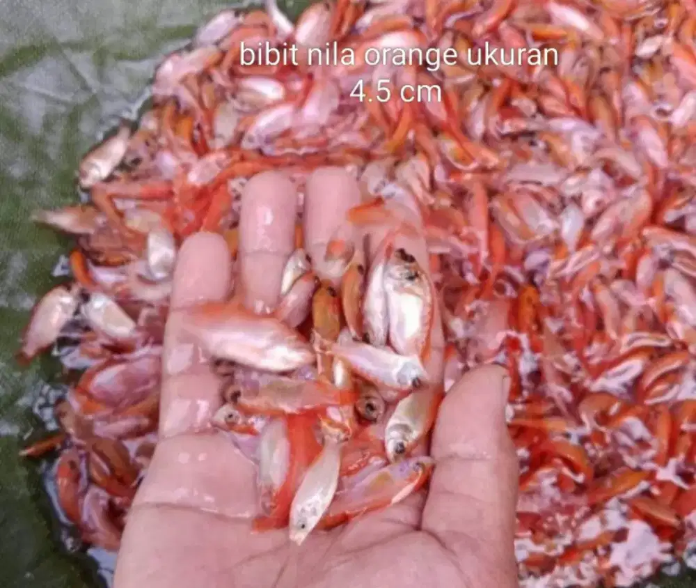 Jual bibit nila orange bangkok