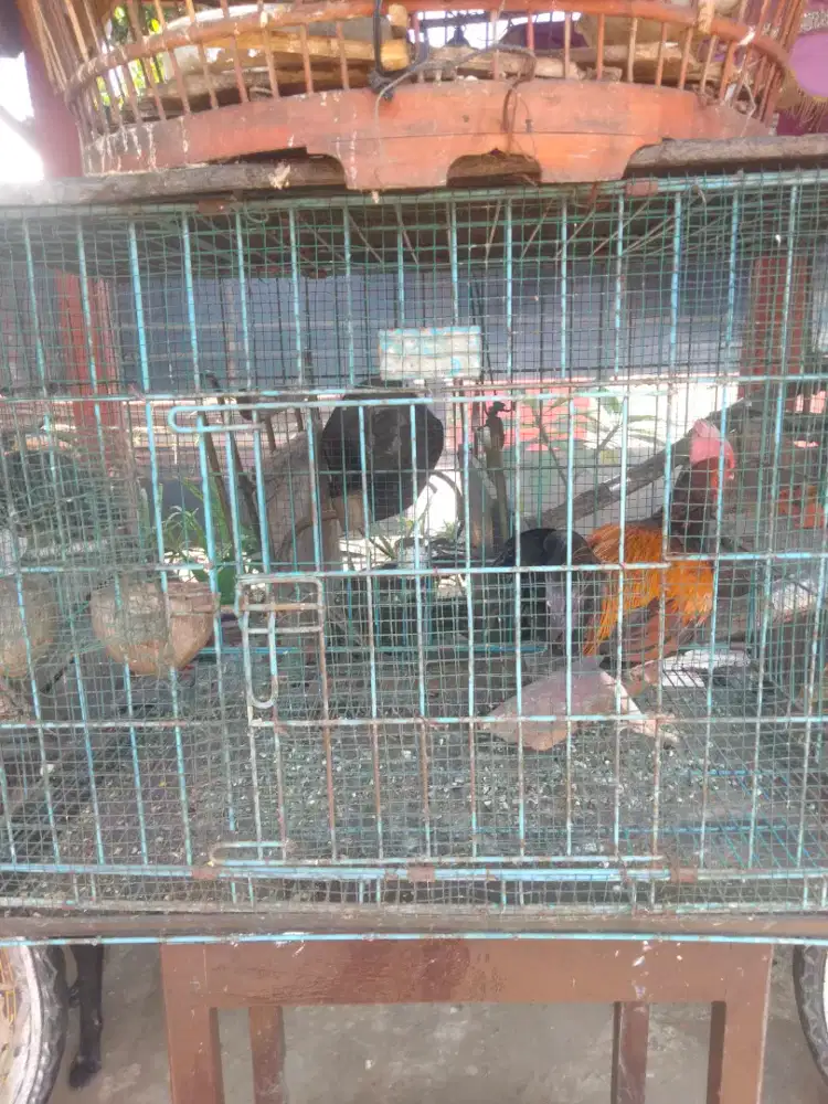 jual bekisar rajin kokok usia 10 bulan