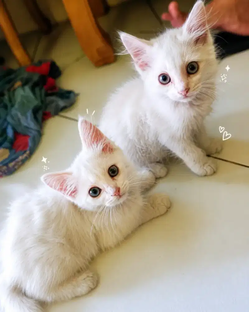 Boneka hidup lepas adopt Kitten putih kembar persia putih adopsi