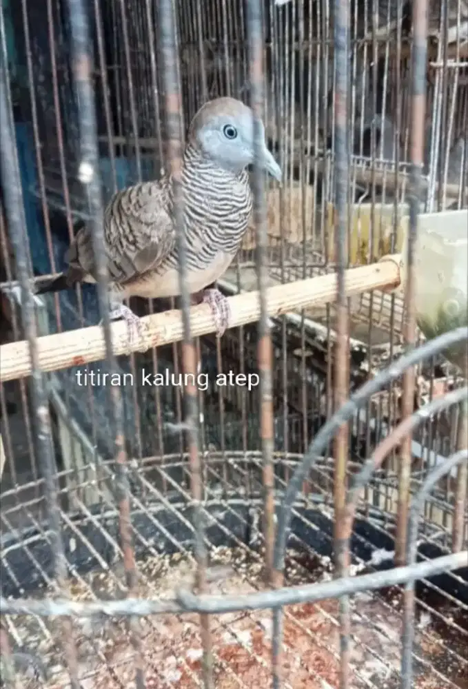 Jual burung perkutut kalung atep