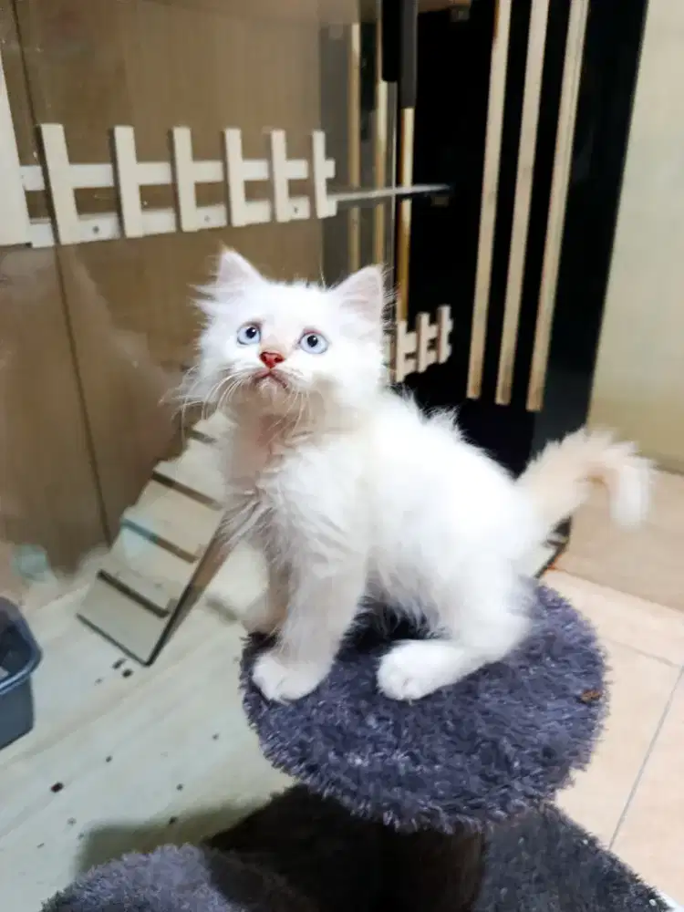 Kitten Himalaya ragdoll