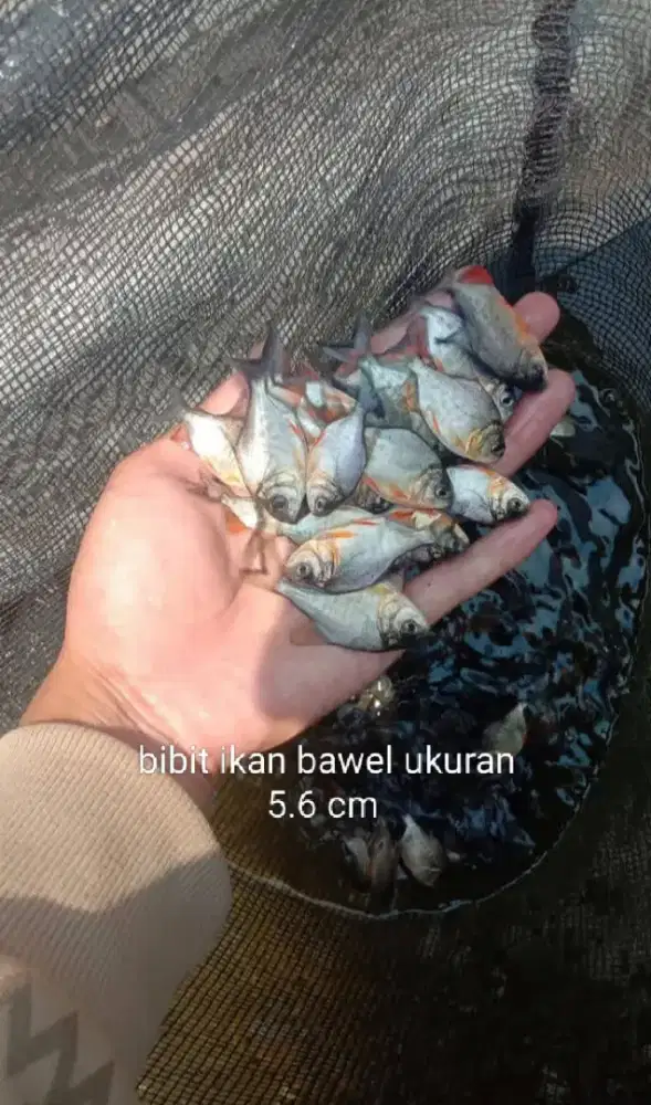 Jual bibit ikan bawel