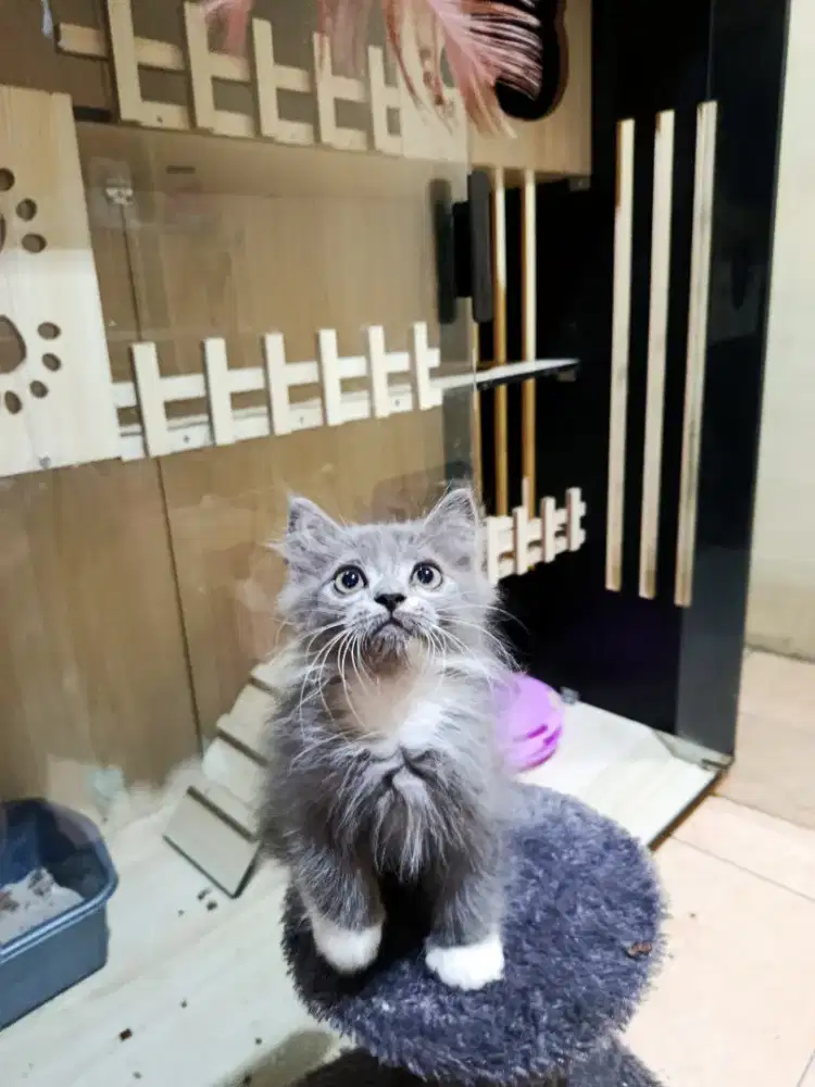 Kitten Himalaya ragdoll usia 2,5 bulan jantan
