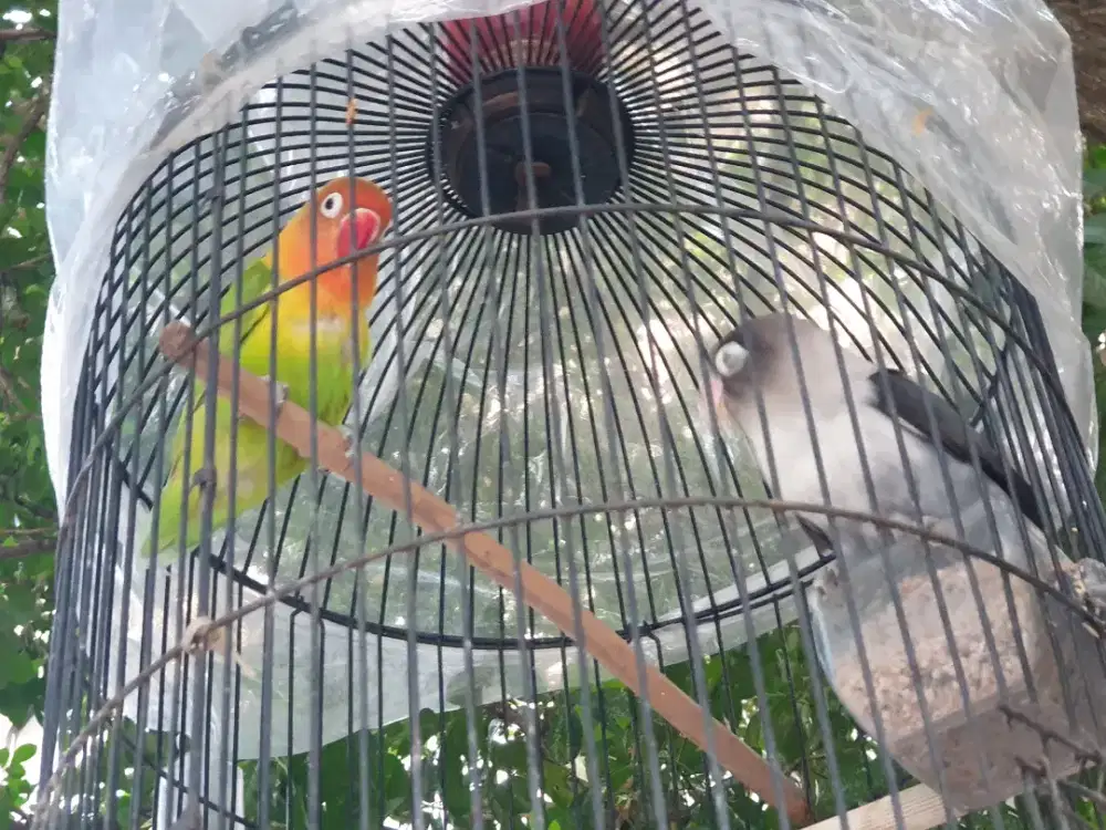 Pasangan lovebird