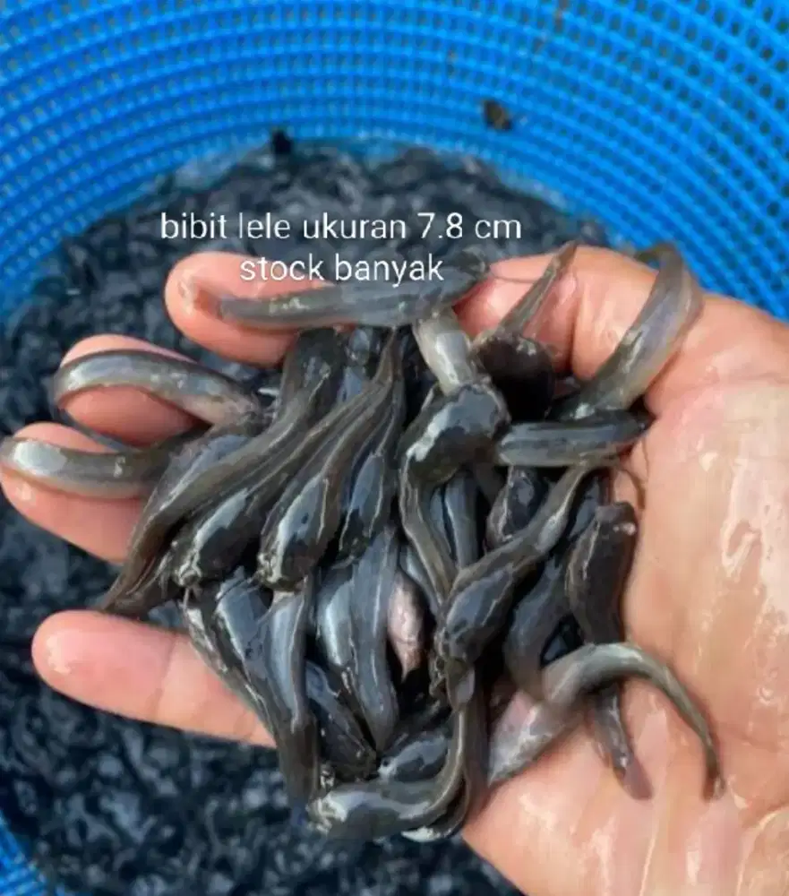 Jual bibit lele Sangkuriang