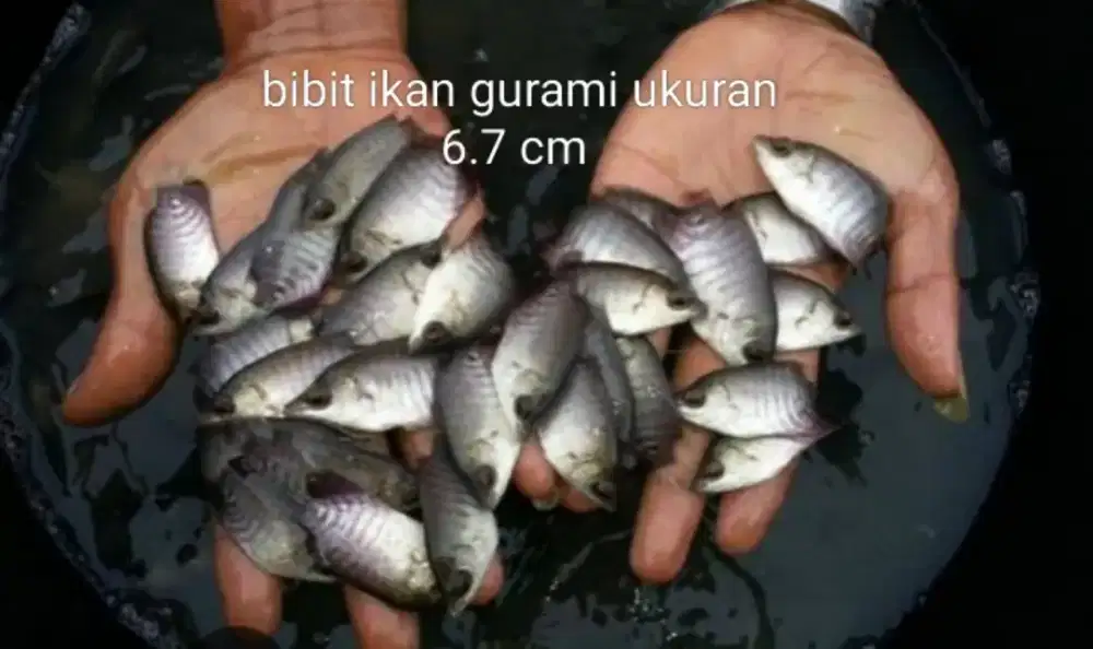 Jual bibit ikan gurami