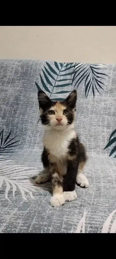 Mainecoon pure betina murmer