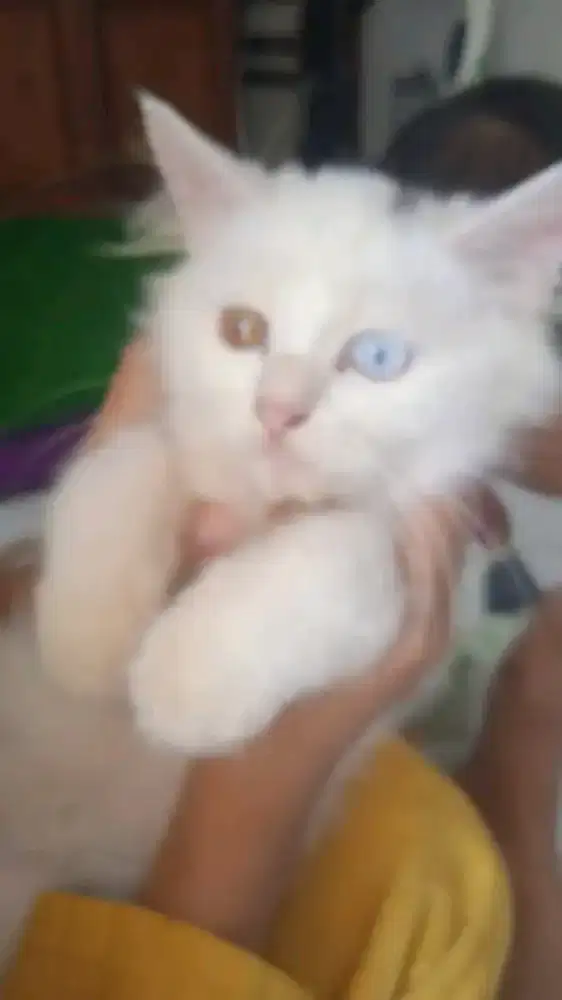 Kitten odd eyes