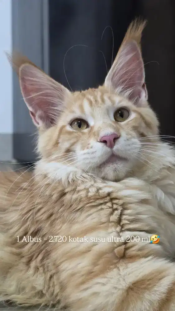 MAINE COON PED CFA