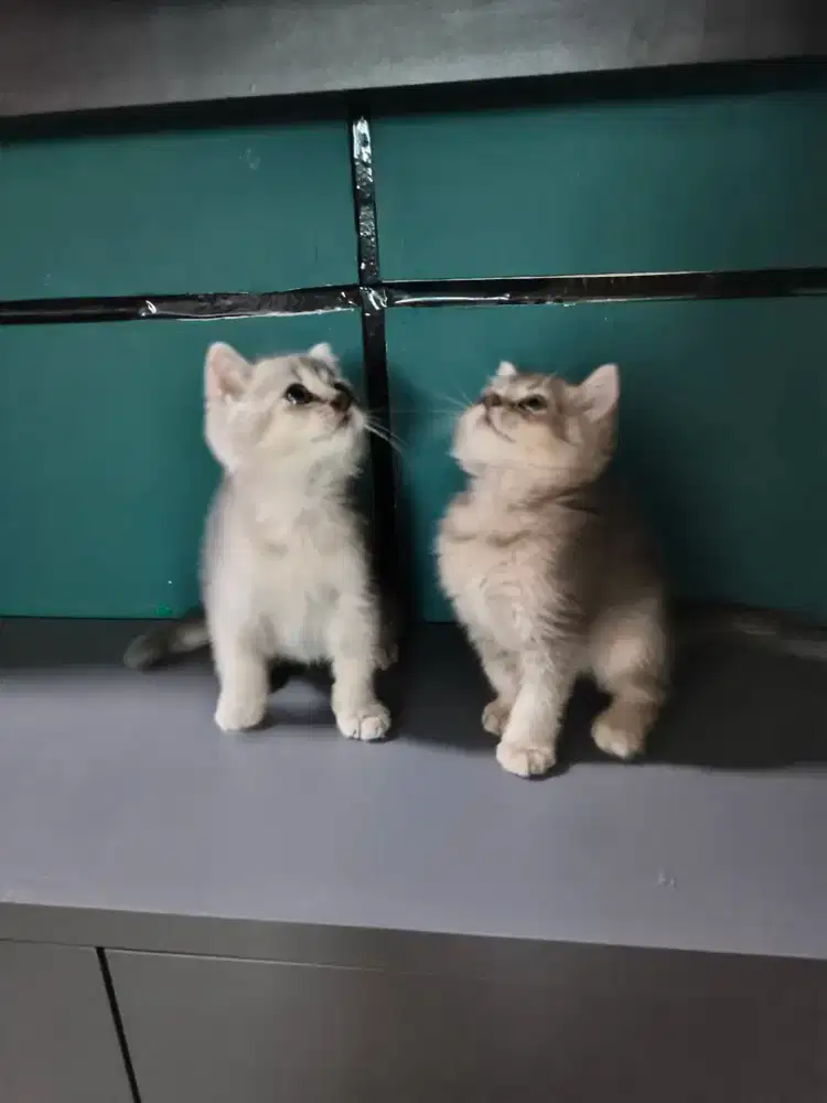 British Short Hair Golden Blue Kitten