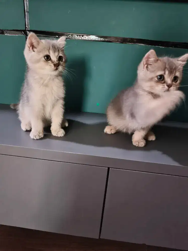 British Short Hair Golden Blue Kitten