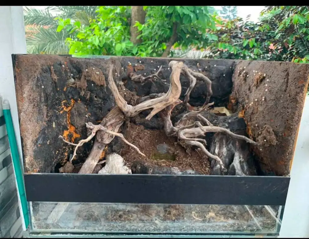 Paludarium Kaca 60x50 cm