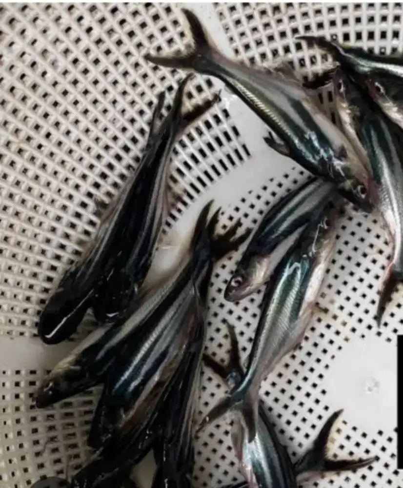 Jual bibit ikan fatine