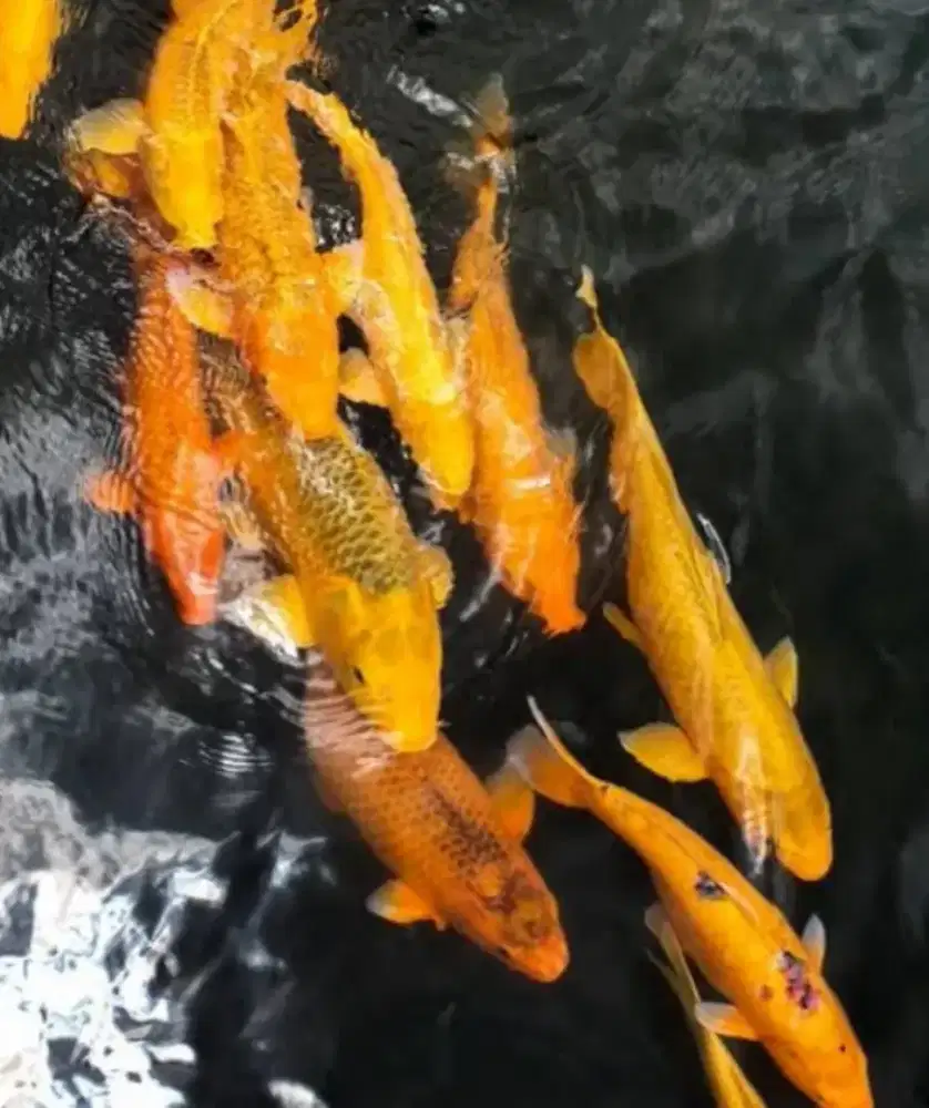 Jual ikan kaper /tombro/ikan mas