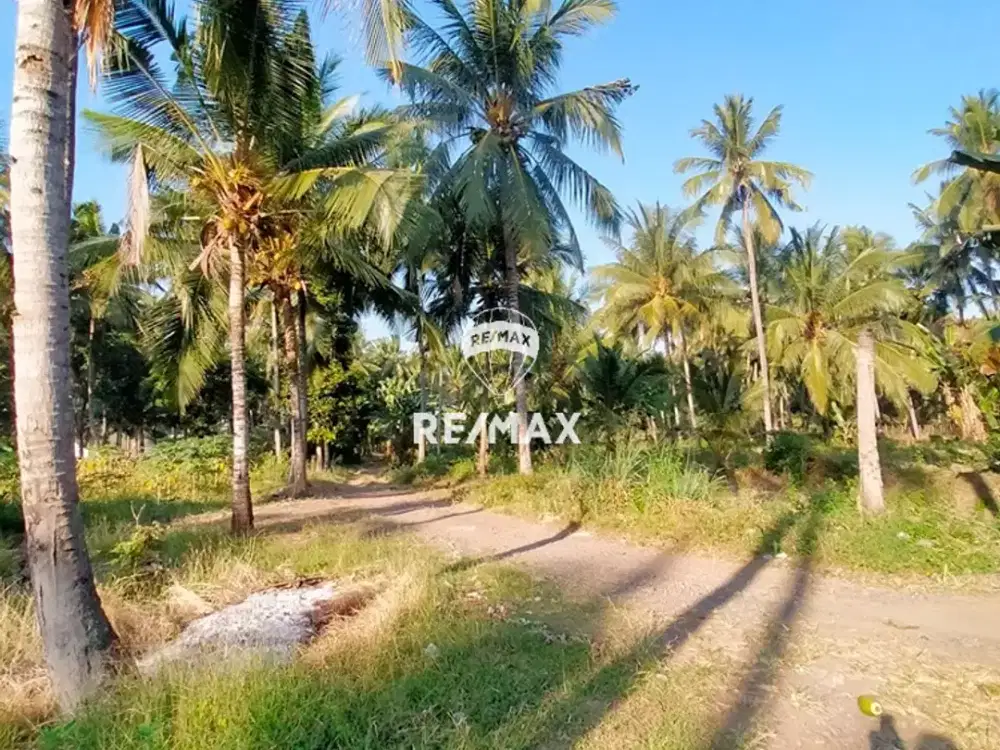 DIJUAL CEPAT!! LAHAN KEBUN PRODUKTIF KLATAK - KALIPURO, BANYUWANGI