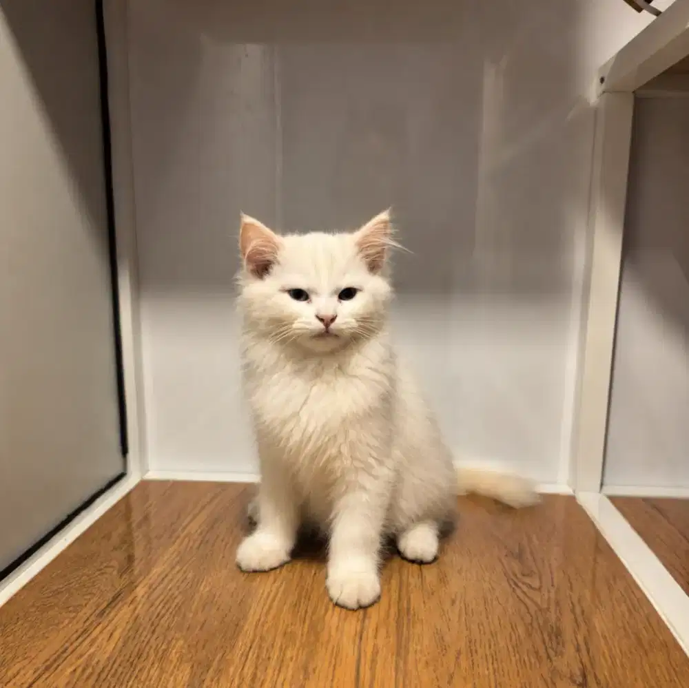 KUCING PERSIA ODDYE