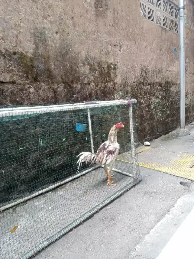 Ayam bangkok plucker