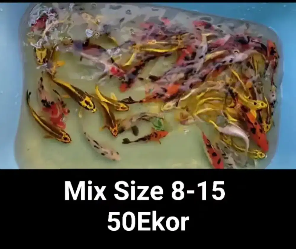 Ikan koi slayer/non salyer