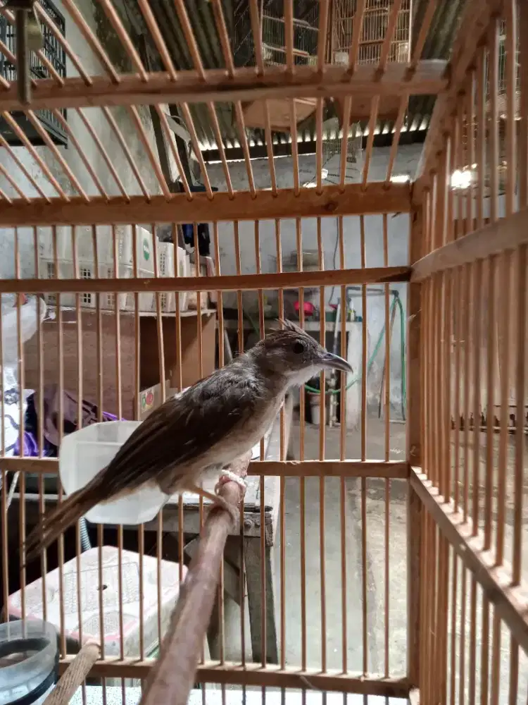 Burung kapas tembak