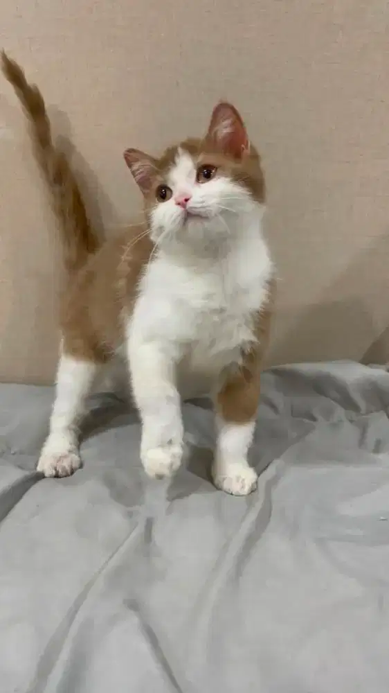 BSH British Shorthair Bicolor Cinnamon Jantan