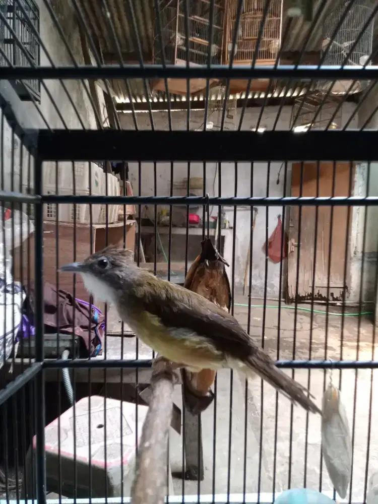 Burung cucak jenggot