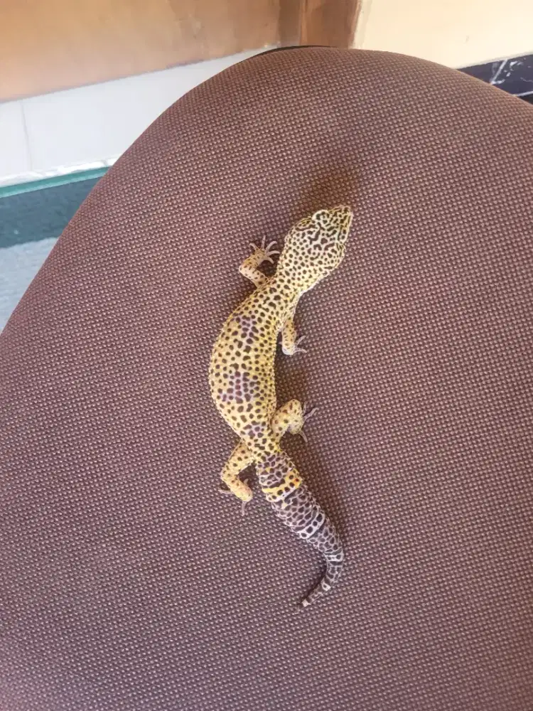LEOPARD GECKO JANTAN DEWASA – TRAH PURE BLACK NIGHT X BLACK NIGHT