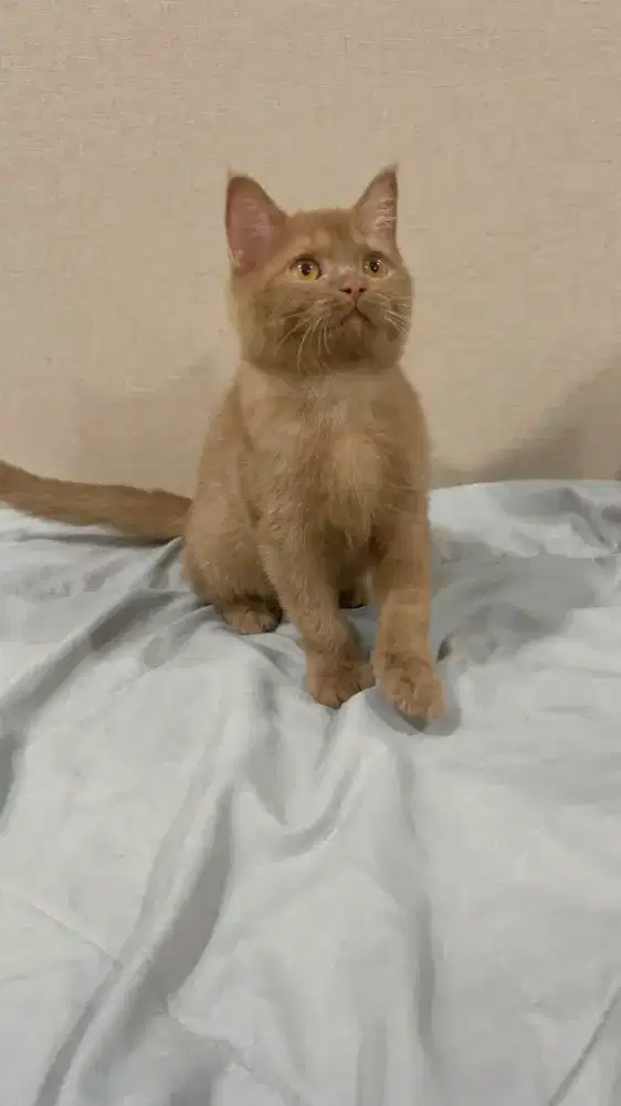 BSH British Shorthair Cinnamon Solid Betina