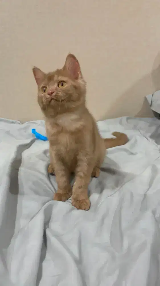 BSH British Shorthair Cinnamon Solid Betina