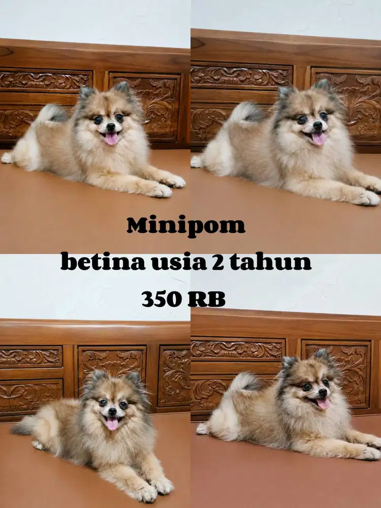 JUAL MINIPOM BETINA