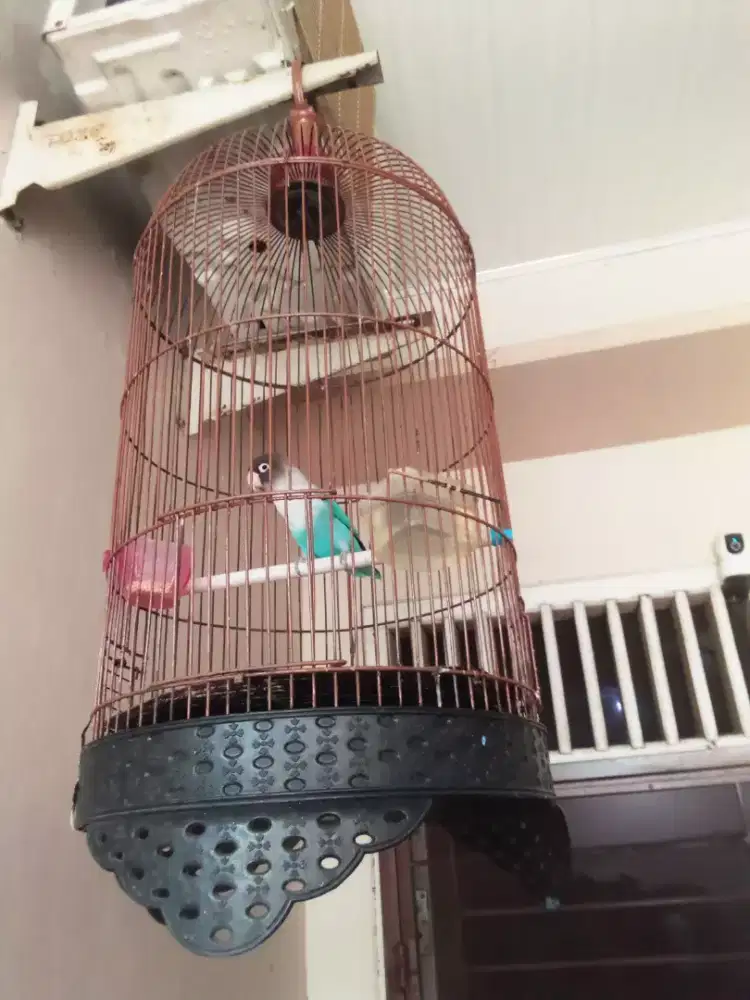 Love Bird Biru putih kepala hitam
