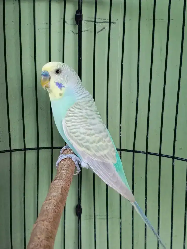 parkit jantan nya