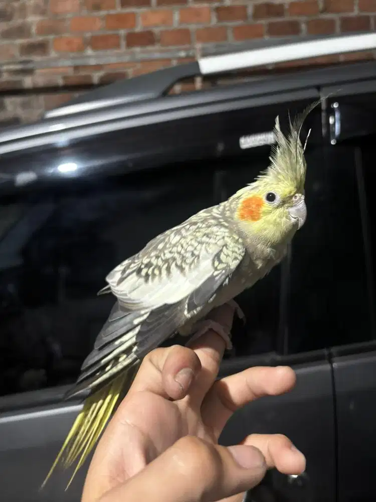 Parkit Lovebird Falk Australia