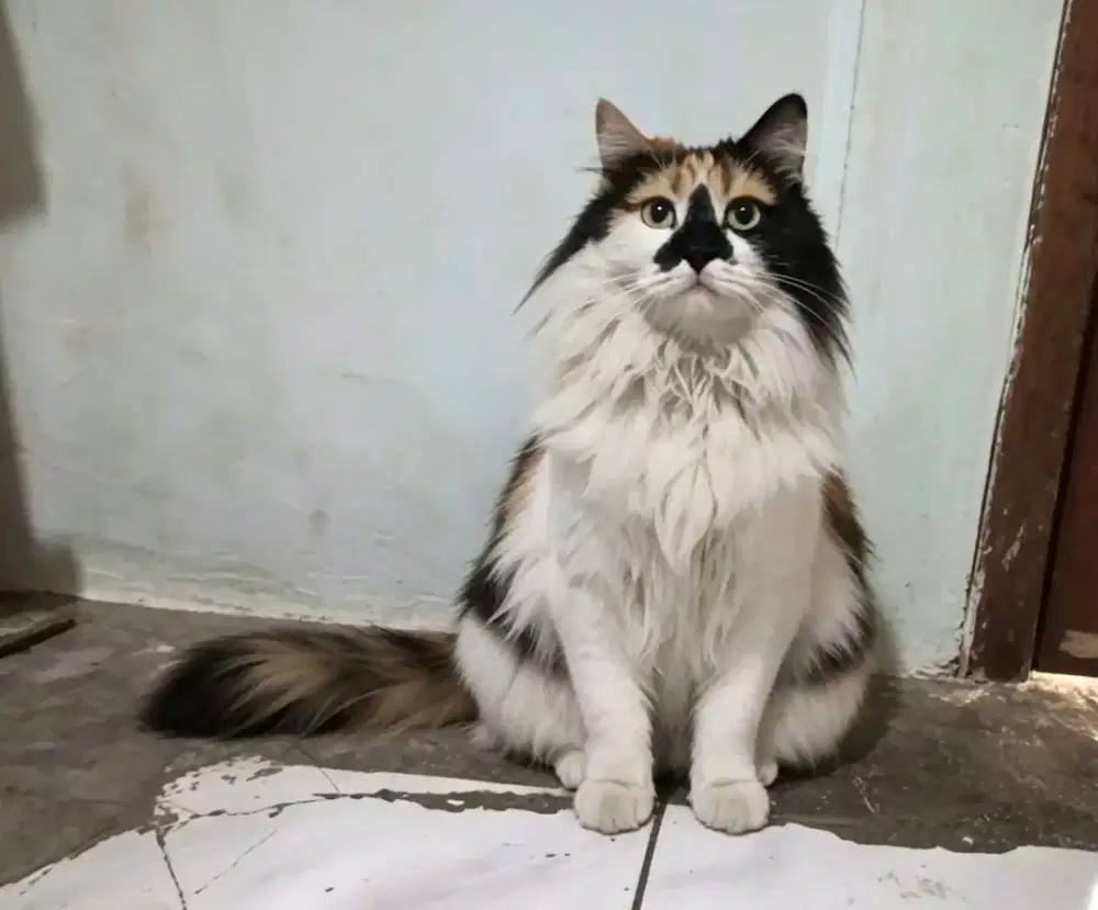Kucing maincone mix betina