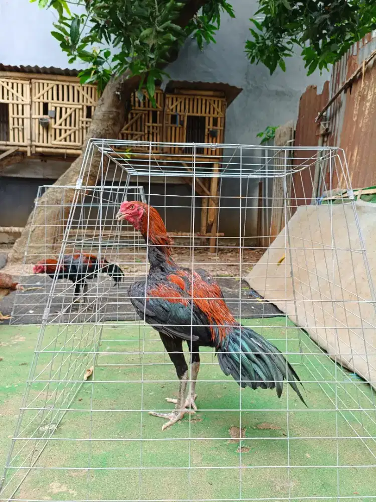 Ayam bangkok janggar