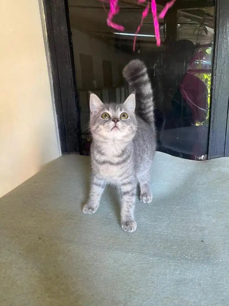 BSH X SCOTISH MALE