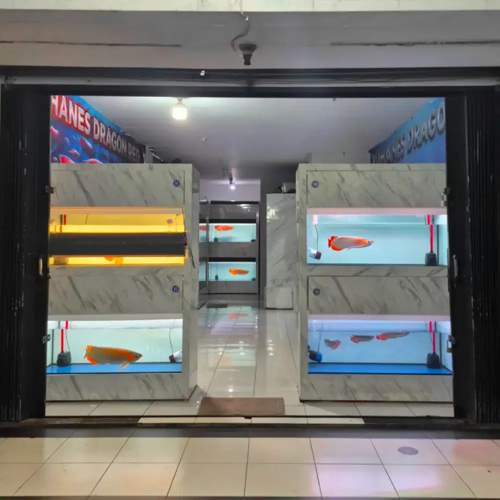 Arwana Super Red Garansi 100%