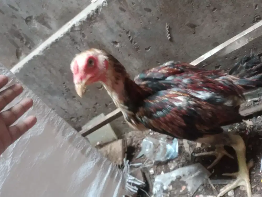 Ayam BK jenis BK selatan x shamo