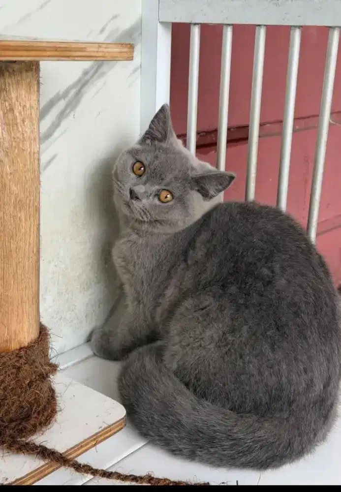 Bsh betina cantik