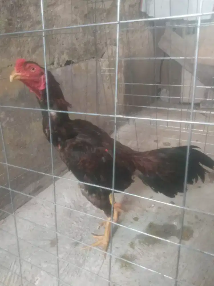 Ayam Bangkok Pama bulbi